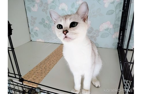 商談中の東京都のバーミラ-93211の6枚目